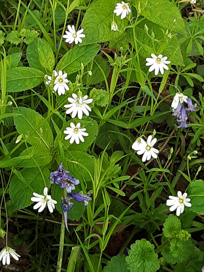 Greater Stitchwort With Bluebells, Middleton Woods, 2nd May 2023