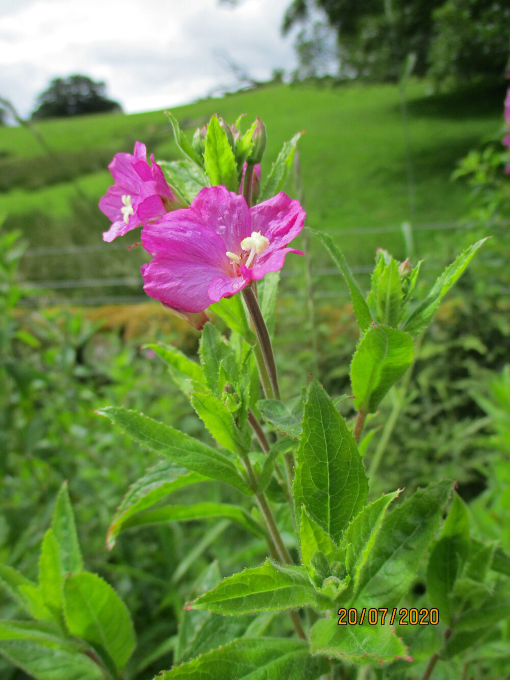 Great Willow Herb, 20th July, Fewston