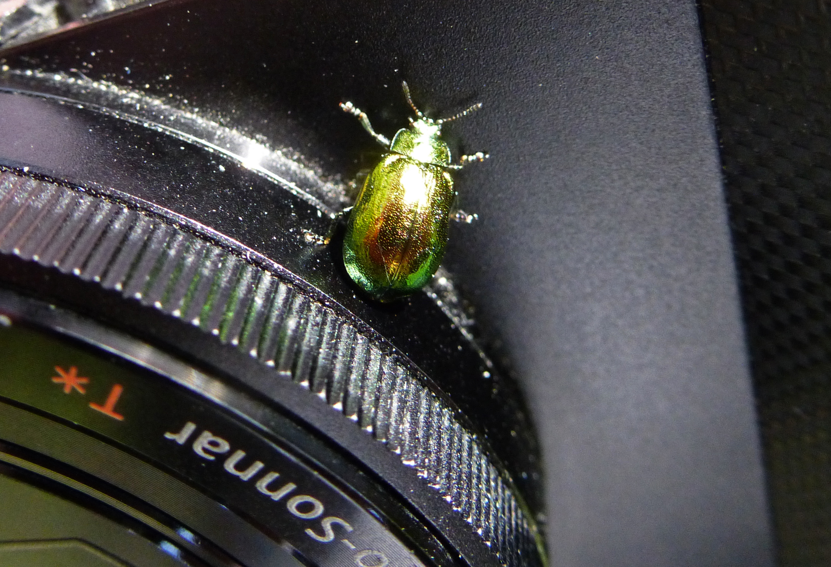 Green Dock Beetle?, Grass Wood, 30th May 2023