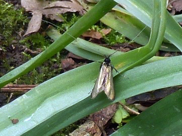 Green Longhorn Moth, Middleton Woods, 2nd May 2023