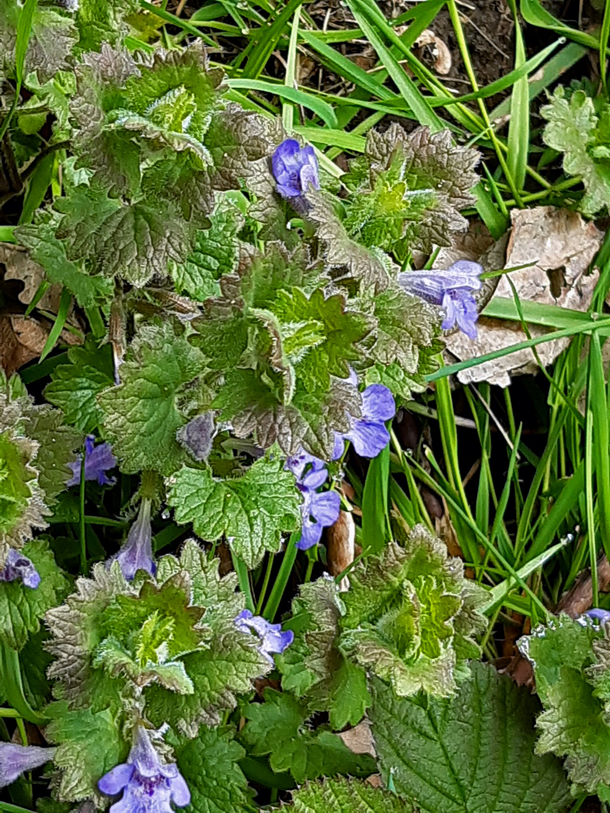 Ground Ivy, Middleton Woods, 2nd May 2023