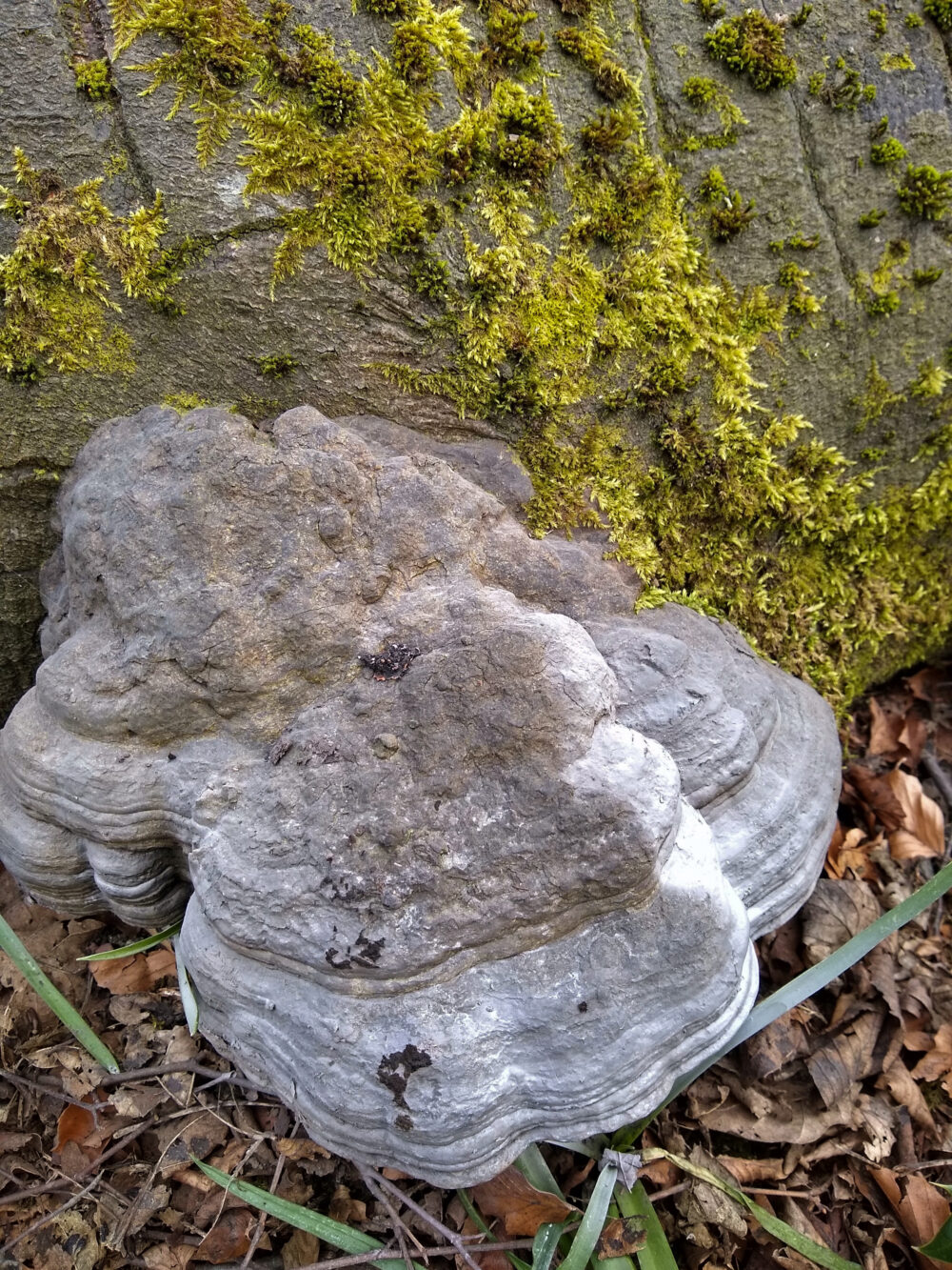 Unidentified Fungus On Fallen Tree 24th March