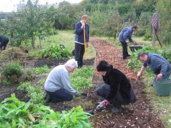 Preparing the orchard for Apple Day
