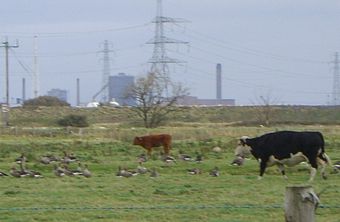 Pink Footed Geese Among the Cattle