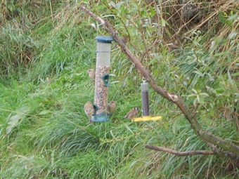 Goldfinch and Greenfinch On Feeders at the Wildlife Watch Point