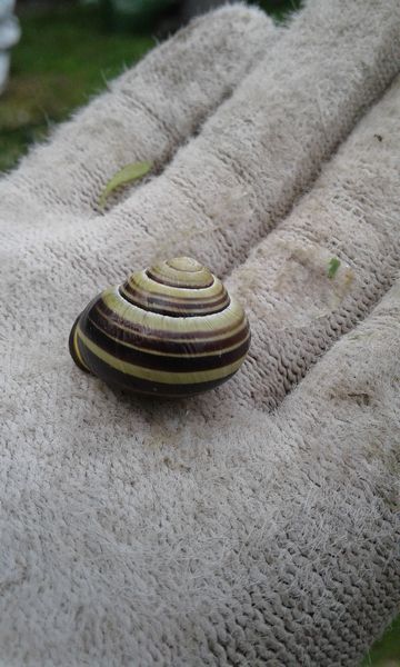pretty snail