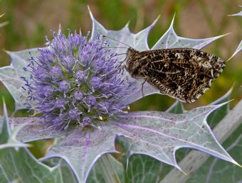 Grayling on Sea Holly