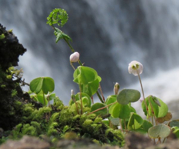 Wood Sorrel By The Falls