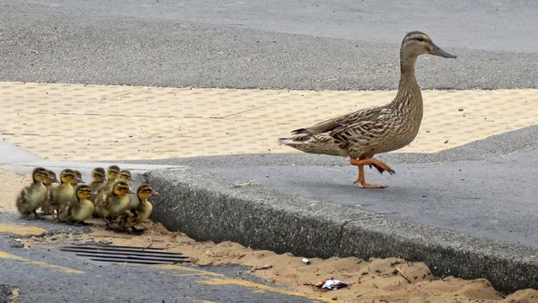 One Giant Leap For Little Ducklings