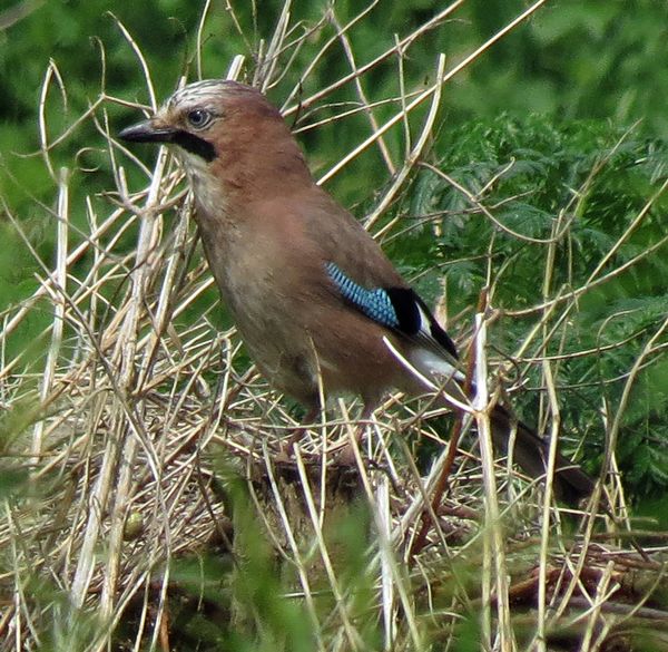 Jay On The River Path