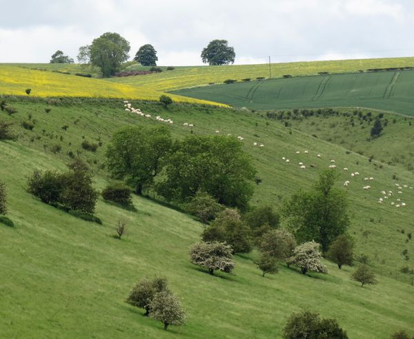 Sheep On The Hillside