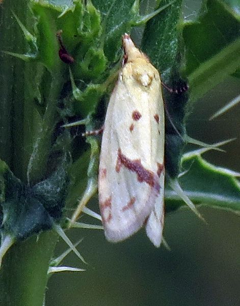 Common Yellow Conch Moth