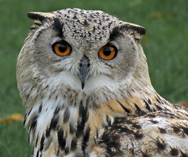 Turkmenistan Eagle Owl
