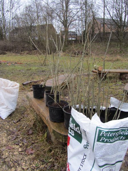 Ash saplings for Forest of Bradford