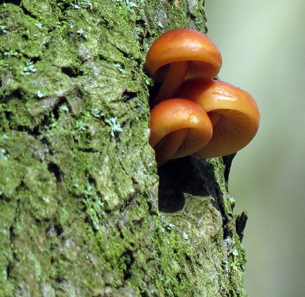 Unidentified Fungus