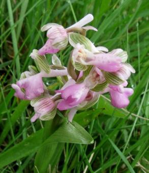 A Pink Green Winged Orchid