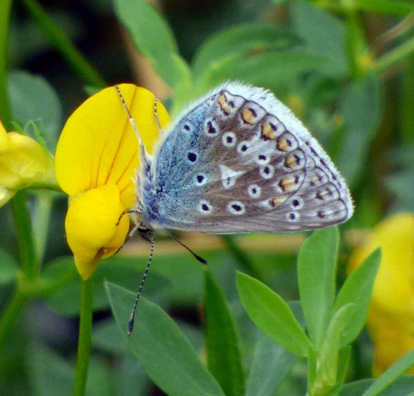 Common Blue Underwing
