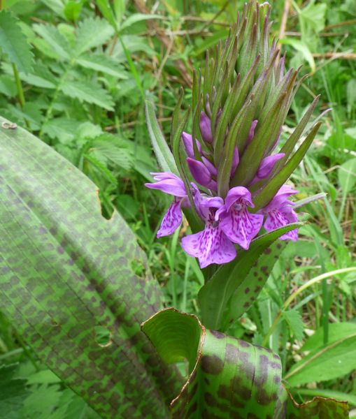 Hybrid Orchid, Cross Hill Quarry