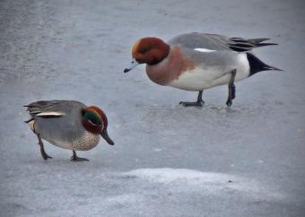 Teal and Wigeon