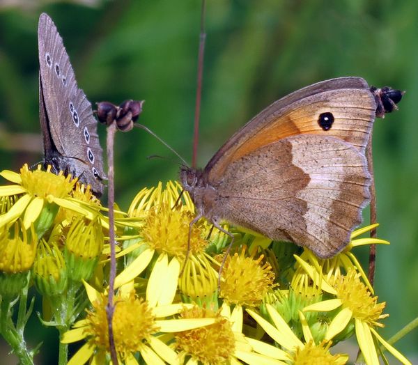 Ringlet and Meadow Brown on Ragwort