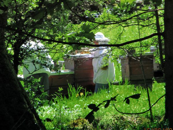 Beekeepers At Work
