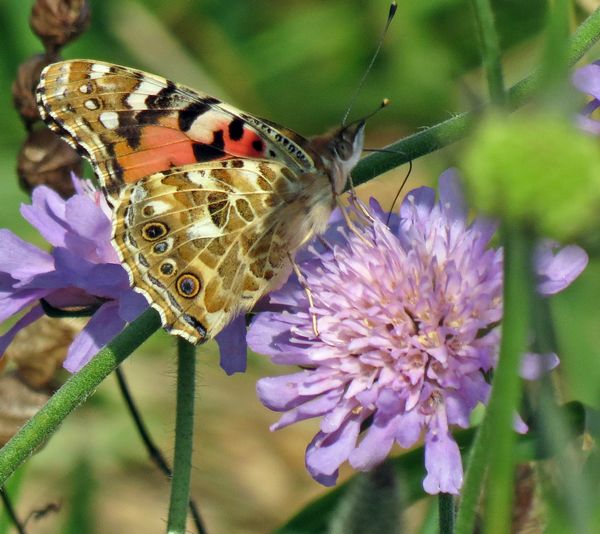 Painted Lady Underwing