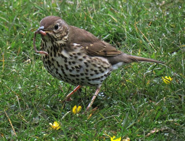 Song Thrush With Worm