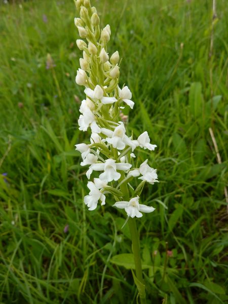 Common Fragrant Orchid; var albiflora