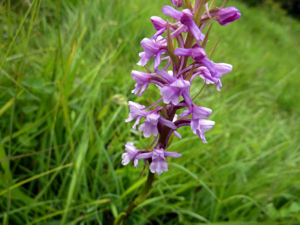 Common Fragrant Orchid