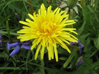 there are about 200 varieties of dandelion, some of them quite beautiful like this one captured at Staveley today.
