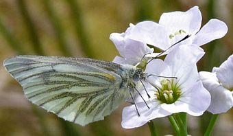  green-veined white butterfly on lady's smock