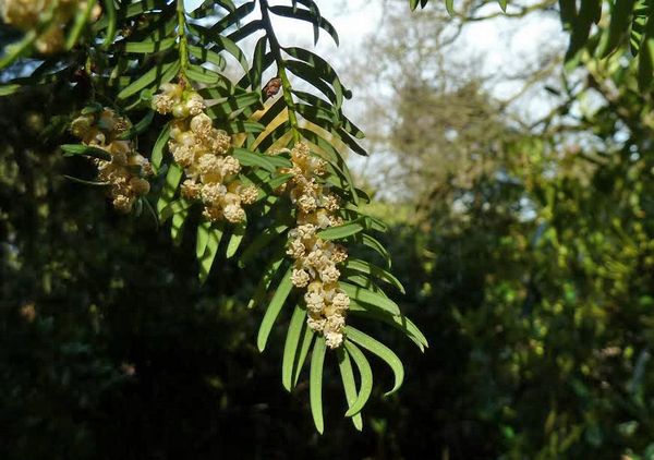 Male Flowers On Yew