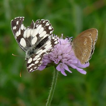Marbled White and Ringlet