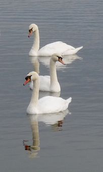 Trio of Swans