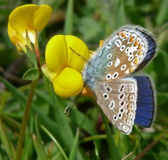 Common Blue Headstand