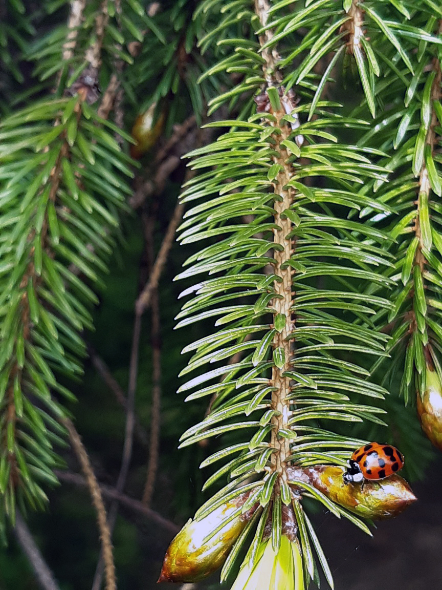 Ladybird On A conifer, Middleton Woods, 2nd May 2023
