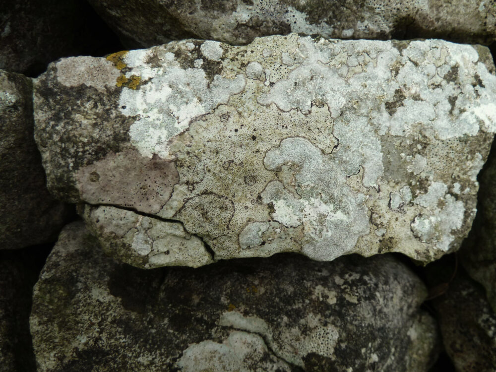 Many Crustose Lichens