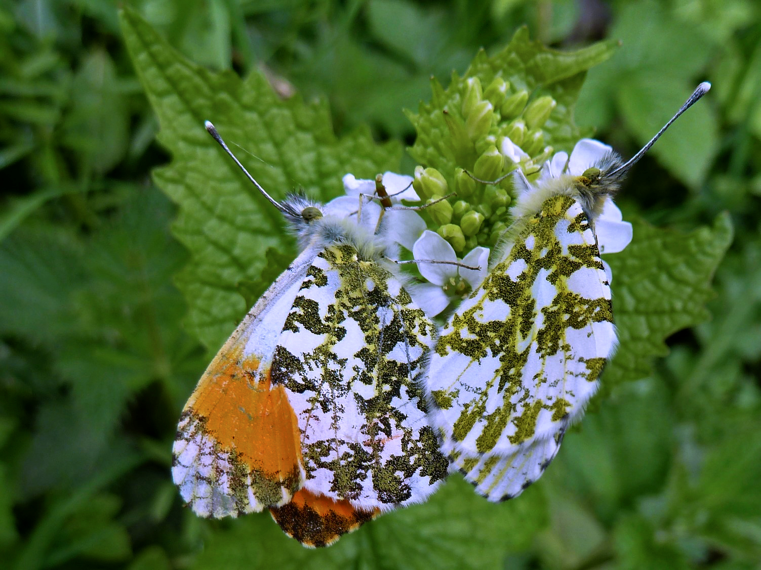 Mating Orange Tip Butterflies, Middleton Woods, 2nd May 2023