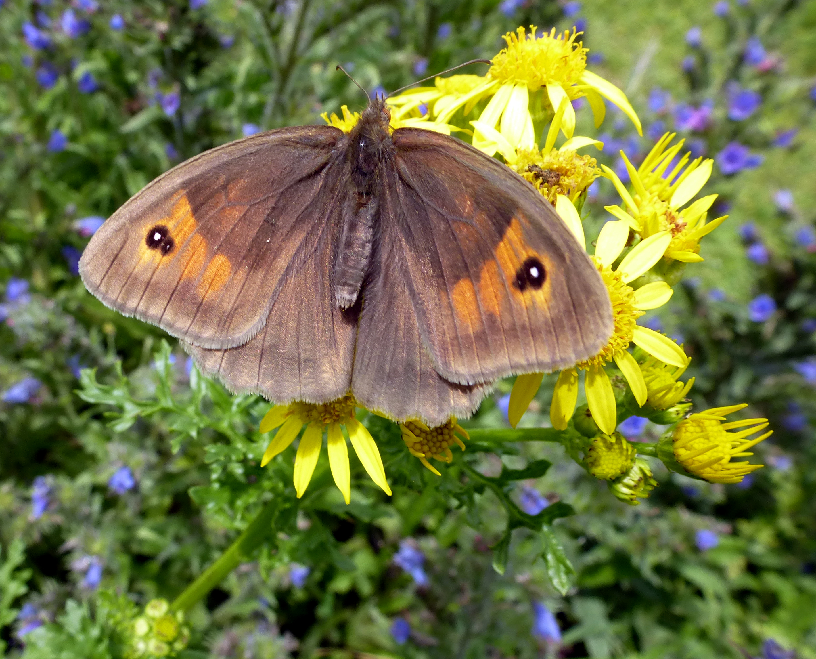 Meadow Brown, High Batts, 25th July 2023