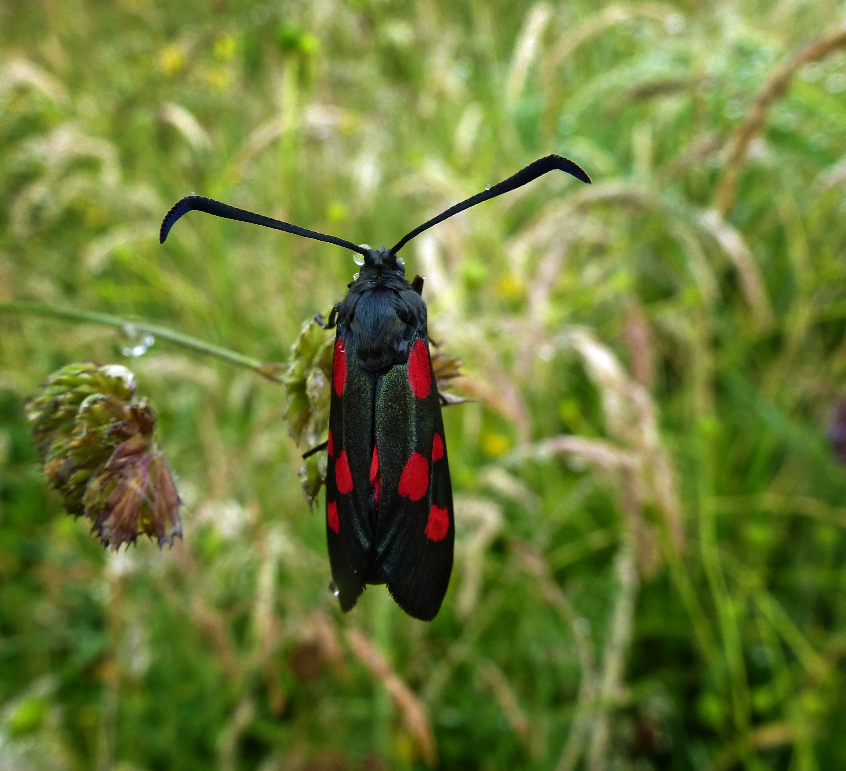 Narrow-bordered Five-spot Burnet Moth, Low Moor Sites, 20th June 2023