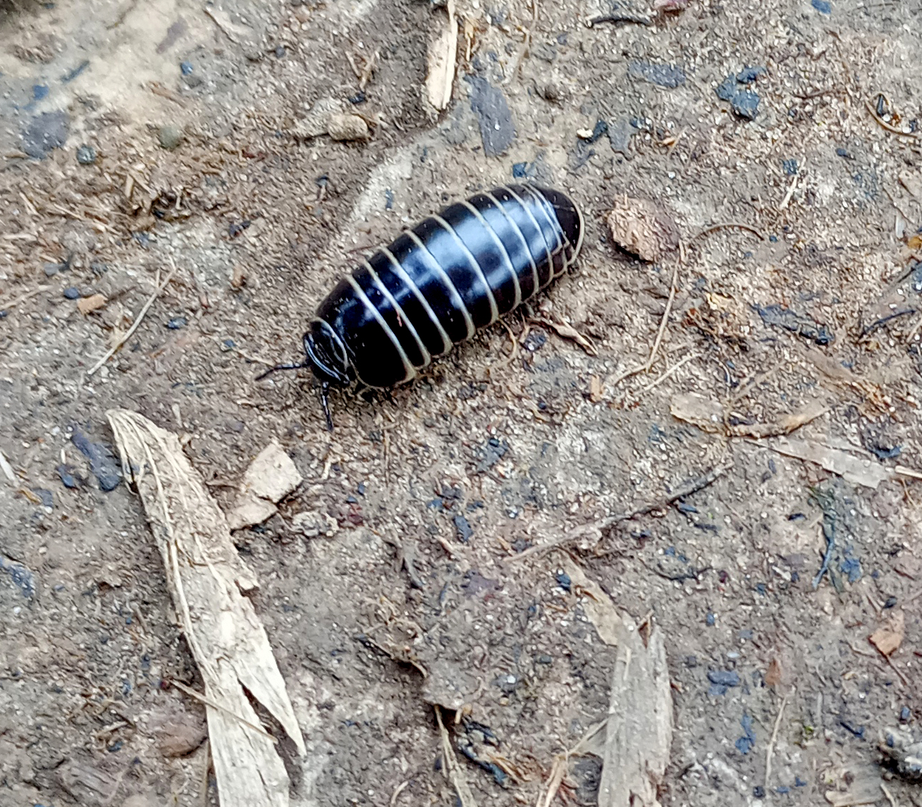 Pill Millipede, Oxenber Woods, 7th May 2024