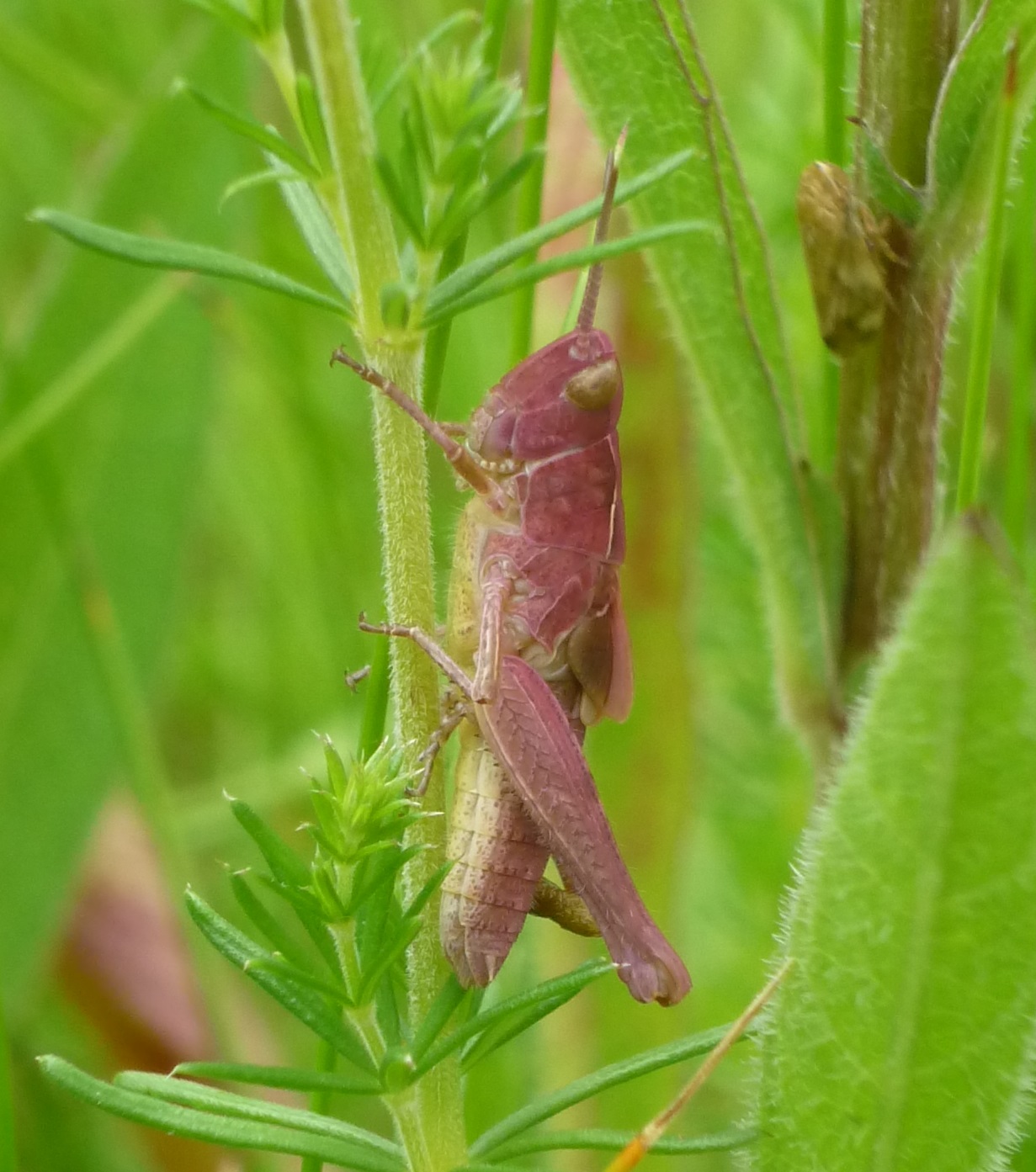 pink form of meadow grasshopper (tbc)