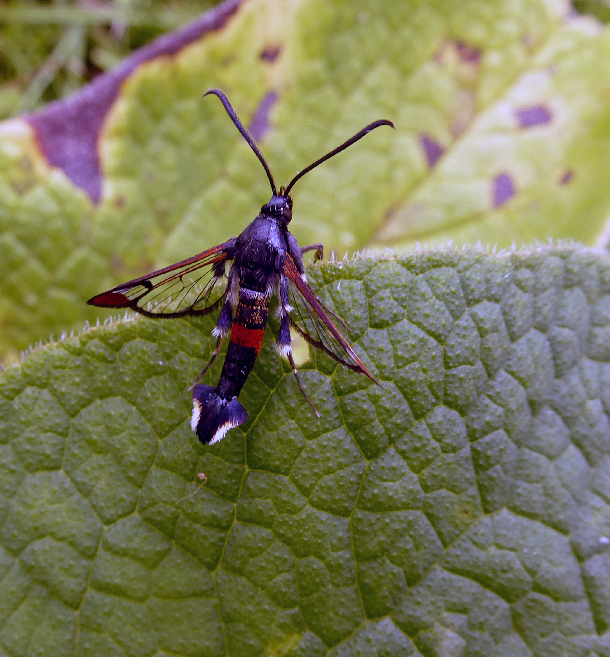 Red-tipped Clearwing, High Batts, 25th July 2023
