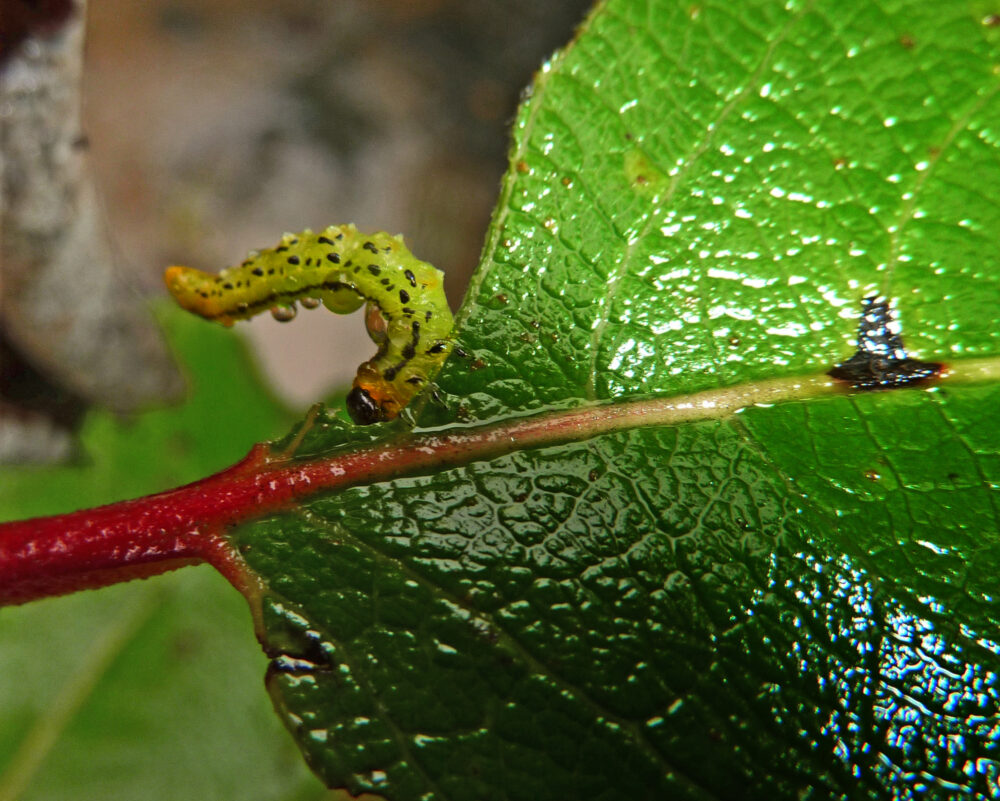 Hazel Sawfly Larva