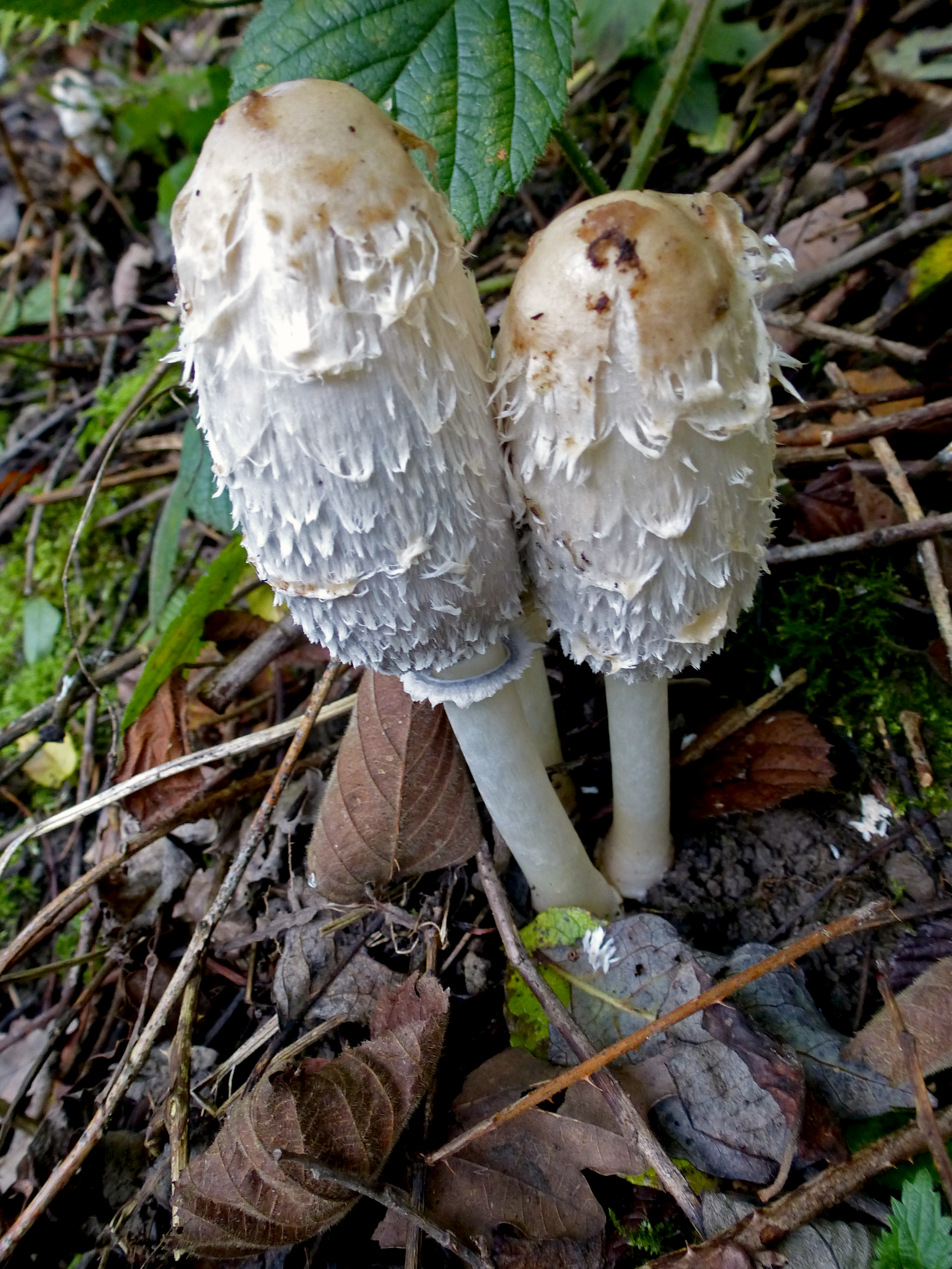Shaggy Inkcaps, Cromwell Bottom, 18th October 2022