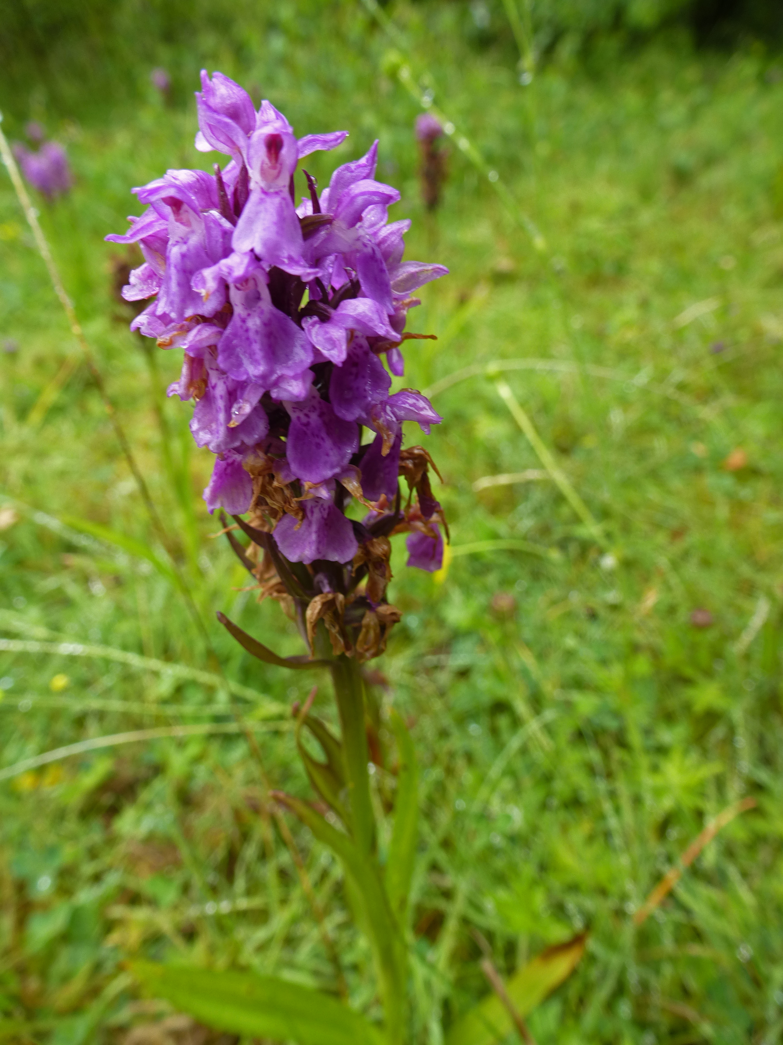 Southern Marsh Orchid, Low Moor Sites, 20th June 2023