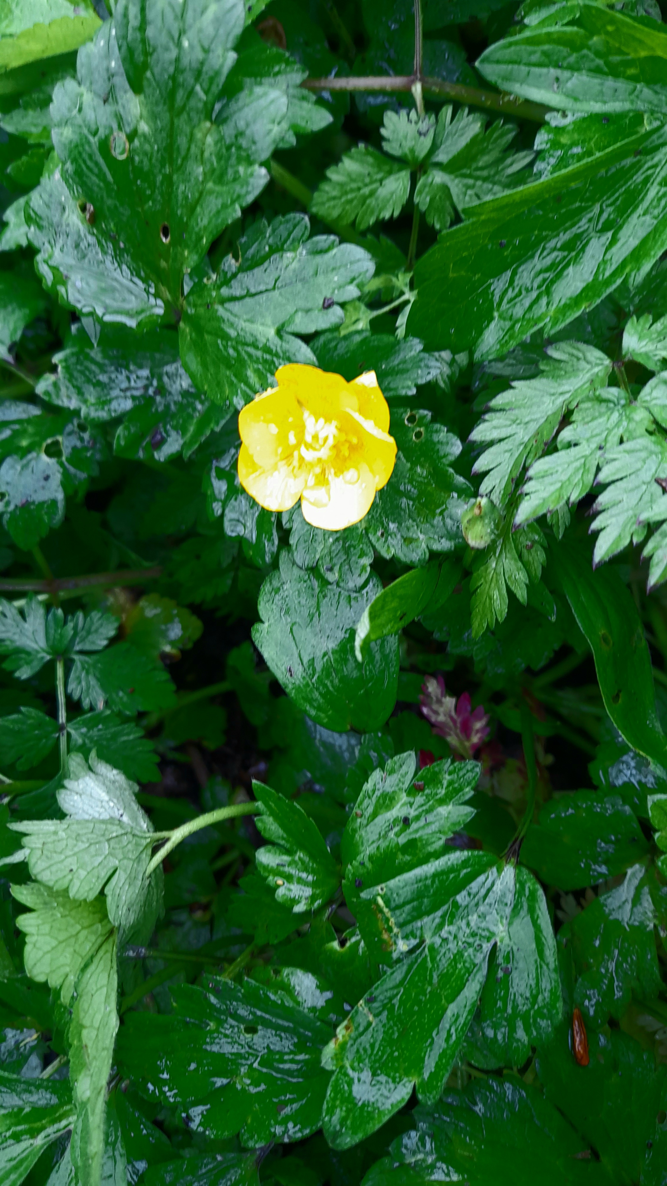 Close up of goldilocks buttercup flower