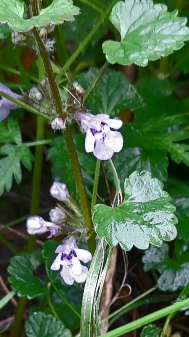 close up of ground ivy leaves and flowers