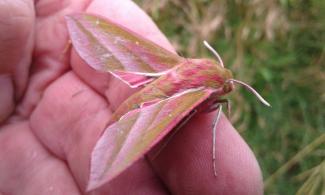 Moth on Baildon Moor