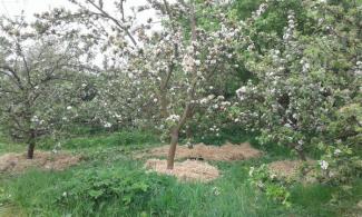 Blossom on a fruit tree